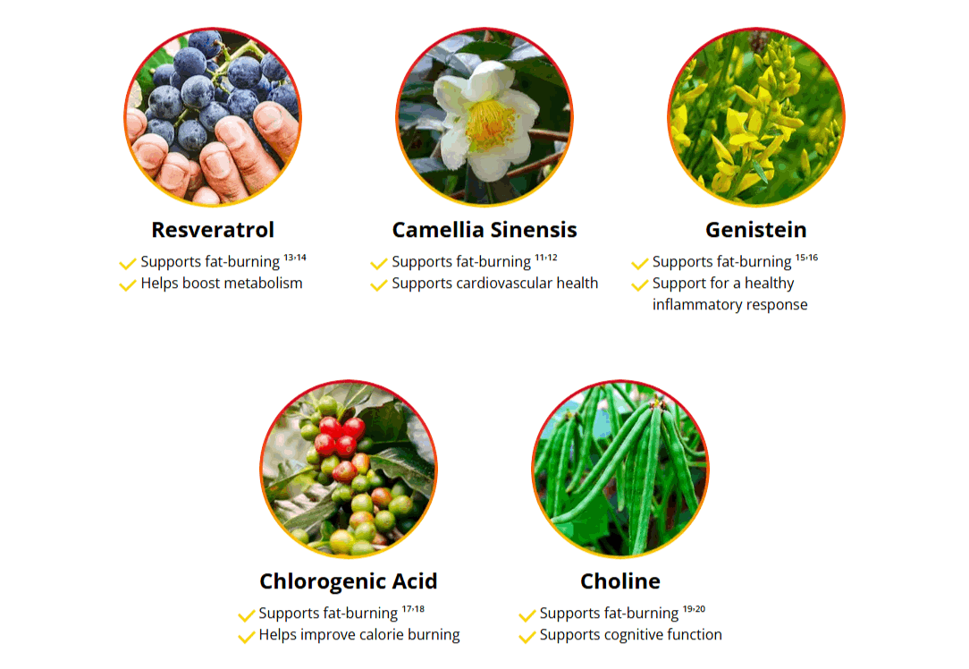 HepatoBurn ingredients